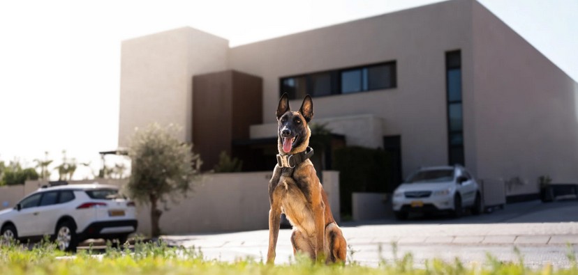 hero image - Security Dogs Córdoba